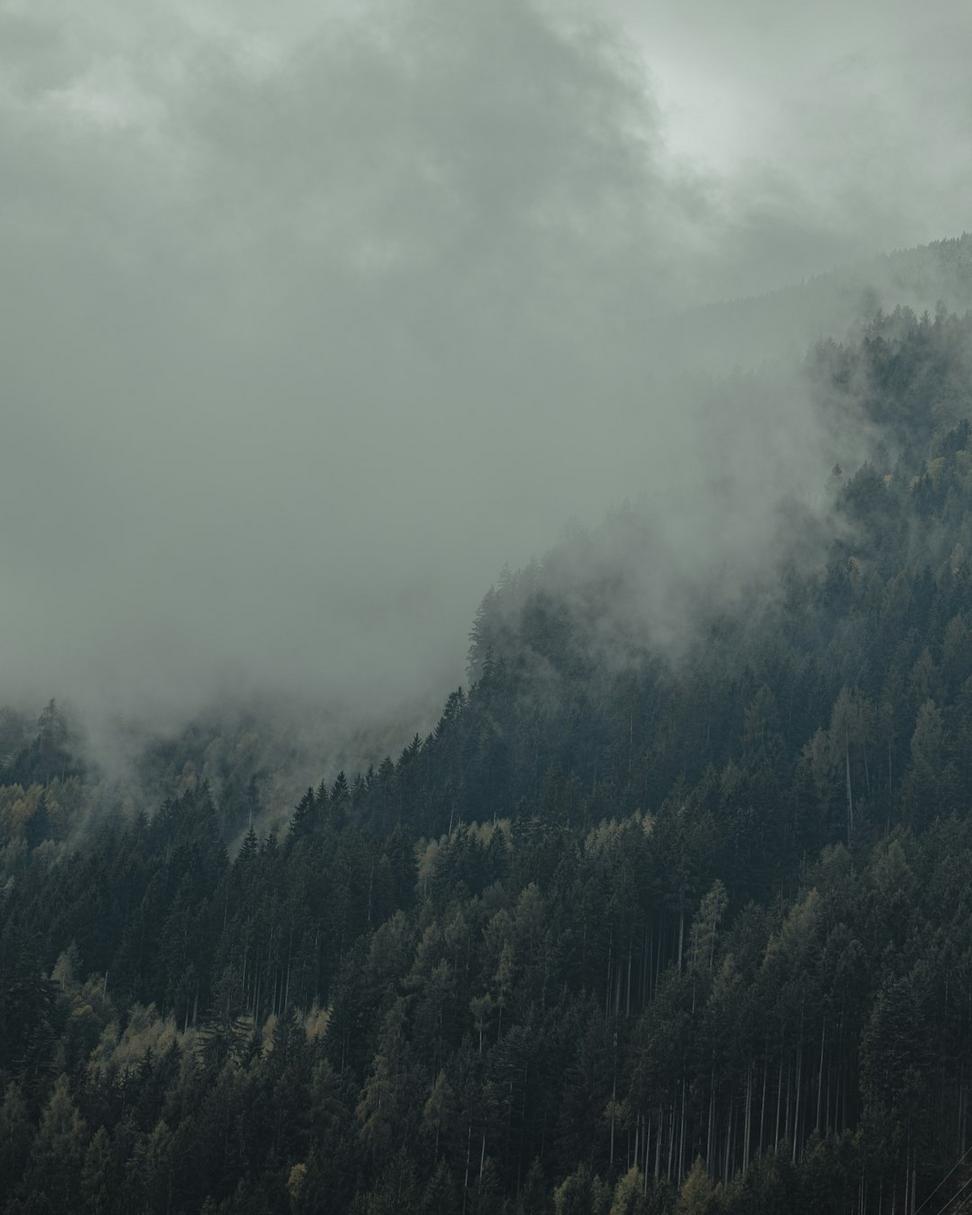 Mountain Forest